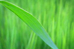 梦见两只狗配对(梦见两只狗交配有什么意思吗)