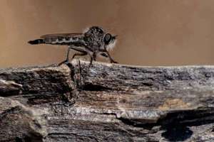 我梦见雪(做梦梦到雪有什么预兆)