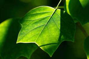 梦见让贼偷(梦见被贼偷了是什么意思)