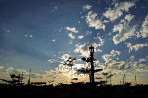 梦见修剪树木(梦见修剪树预示什么)