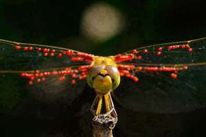 虎年属龙的运势如何(虎年属龙的爱情运势)