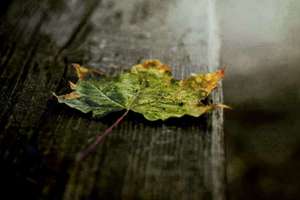 闲人起名(为什么要取名quot闲人quot)